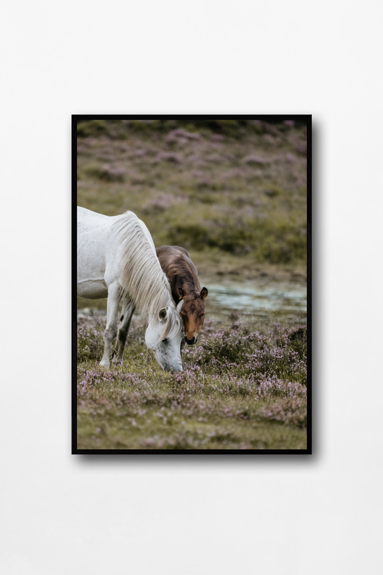 Colección Caballos